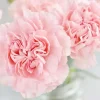 La France Carnation Seeds - Pink Dianthus Flower Seeds, Non-GMO, 30+ Seeds - Image 1
