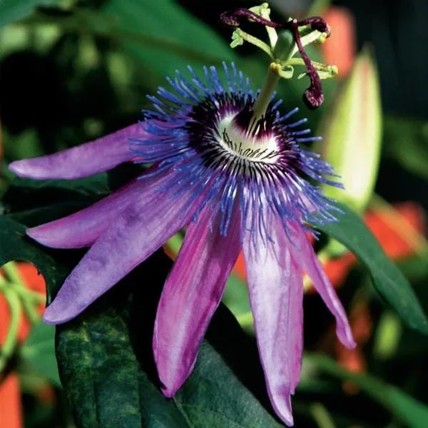 Lady Lavender Passiflora Live Plant 5-9" Tall | Hardy Purple Passion Flower Vine for Patio & Trellis | Zones 6-9 - Image 2