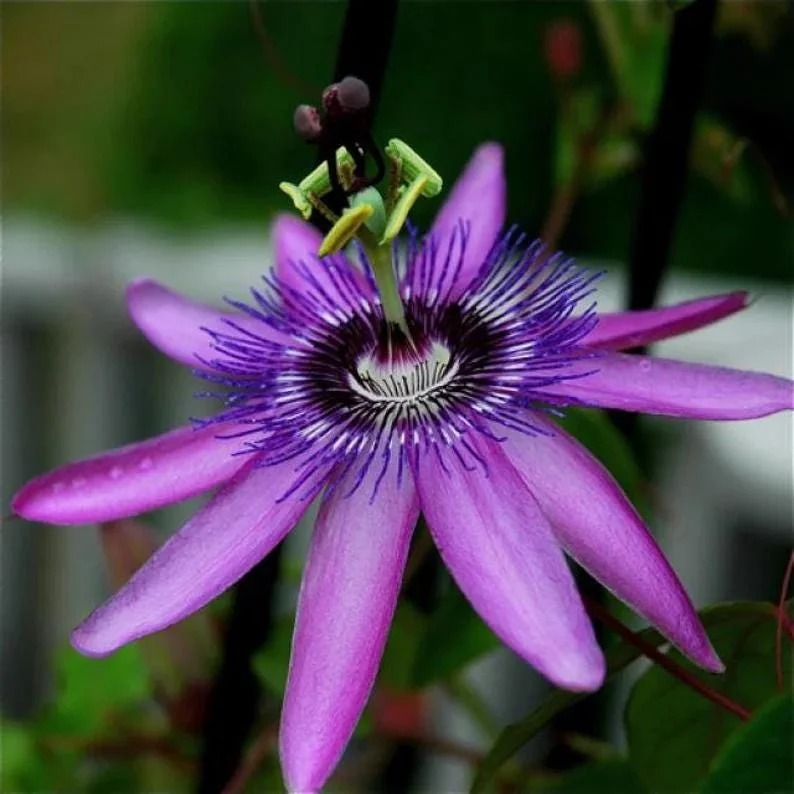 Lady Lavender Passiflora Live Plant 5-9" Tall | Hardy Purple Passion Flower Vine for Patio & Trellis | Zones 6-9 - Image 3
