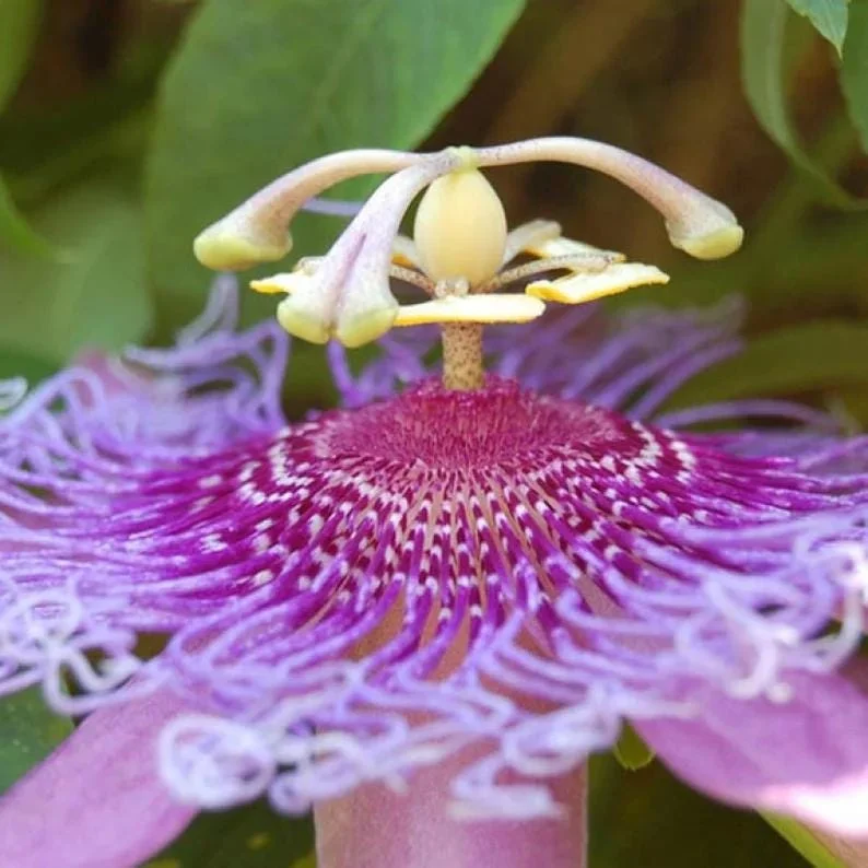 Lady Lavender Passiflora Live Plant 5-9" Tall | Hardy Purple Passion Flower Vine for Patio & Trellis | Zones 6-9 - Image 4