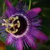 Lady Lavender Passiflora Live Plant 5-9" Tall | Hardy Purple Passion Flower Vine for Patio & Trellis | Zones 6-9 - Image 1