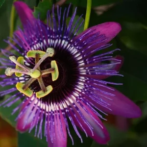Lady Lavender Passiflora Live Plant 5-9