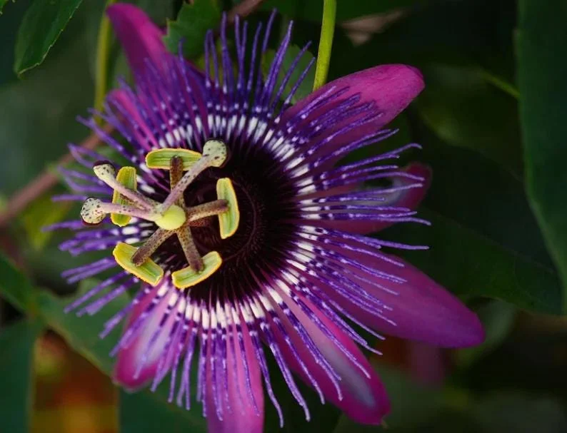 Lady Lavender Passiflora Live Plant 5-9" Tall | Hardy Purple Passion Flower Vine for Patio & Trellis | Zones 6-9 - Image 1