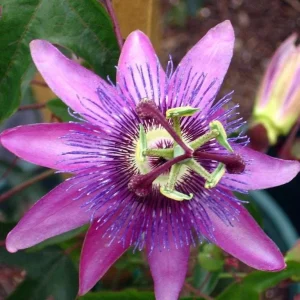 Lady Lavender Passiflora Live Plant 5-9