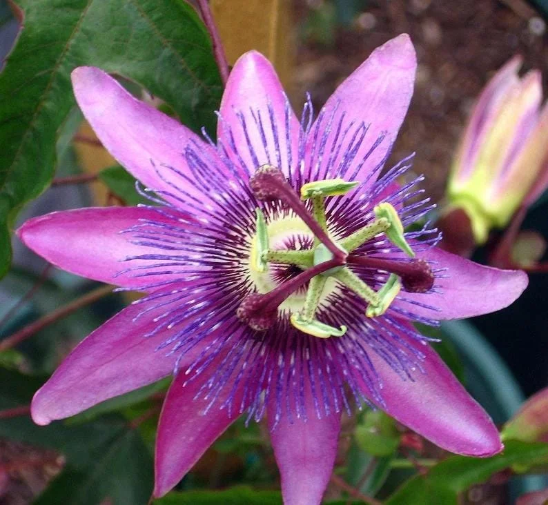Lady Lavender Passiflora Live Plant 5-9" Tall | Hardy Purple Passion Flower Vine for Patio & Trellis | Zones 6-9 - Image 5