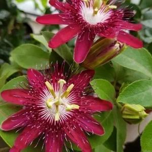 Lady Margaret Passion Flower Live Plant 5-9