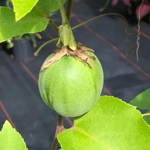 Lady Margaret Passion Flower Live Plant 5-9