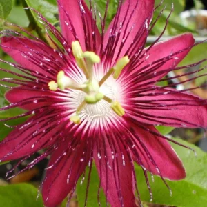 Lady Margaret Passion Flower Live Plant 5-9