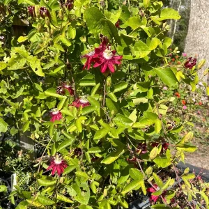 Lady Margaret Passion Flower Live Plant 5-9