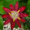 Lady Margaret Passion Flower Live Plant 5-9" Tall - Raspberry Red Vine, Hardy Zones 8-11 - Image 1