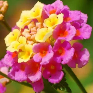 Lantana Athens Rose Live Plant – 4-6 Inches Tall, Drought-Tolerant, Outdoor - Image 3