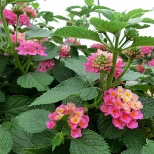 Lantana Athens Rose Live Plant – 4-6 Inches Tall, Drought-Tolerant, Outdoor - Image 4