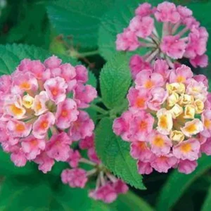 Lantana Athens Rose Live Plant – 4-6 Inches Tall, Drought-Tolerant, Outdoor - Image 1