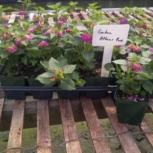Lantana Athens Rose Live Plant – 4-6 Inches Tall, Drought-Tolerant, Outdoor - Image 5