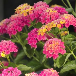 Lantana Athens Rose Live Plant – 4-6 Inches Tall, Drought-Tolerant, Outdoor - Image 6