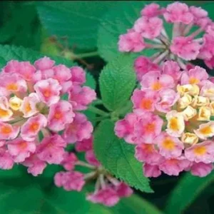 Lantana Athens Rose Live Plant – 4-6 Inches Tall, Drought-Tolerant, Outdoor - Image 7