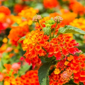 Lantana Bright Orange Live Starter Plant - 4-6 Inches Tall, Attracts Butterflies, Drought Tolerant - Image 2