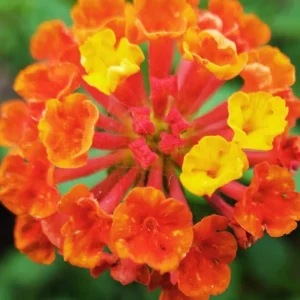 Lantana Bright Orange Live Starter Plant - 4-6 Inches Tall, Attracts Butterflies, Drought-Tolerant - Image 3