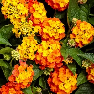 Lantana Bright Orange Live Starter Plant - 4-6 Inches Tall, Attracts Butterflies, Drought Tolerant - Image 4