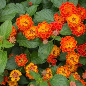 Lantana Bright Orange Live Starter Plant - 4-6 Inches Tall, Attracts Butterflies, Drought-Tolerant - Image 5