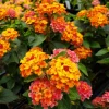 Lantana Bright Orange Live Starter Plant - 4-6 Inches Tall, Attracts Butterflies, Drought-Tolerant - Image 1