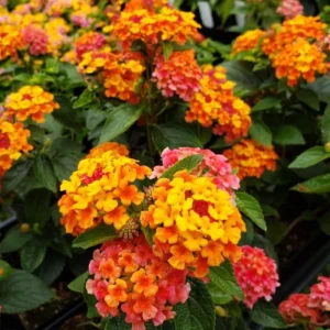 Lantana Bright Orange Live Starter Plant - 4-6 Inches Tall, Attracts Butterflies, Drought-Tolerant - Image 1