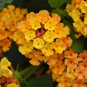 Lantana Bright Orange Live Starter Plant - 4-6 Inches Tall, Attracts Butterflies, Drought Tolerant - Image 6