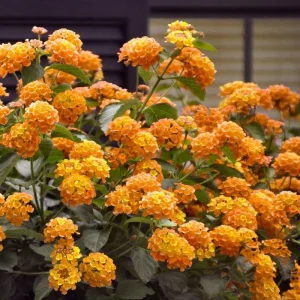 Lantana Bright Orange Live Starter Plant - 4-6 Inches Tall, Attracts Butterflies, Drought-Tolerant - Image 7