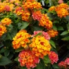 Lantana Bright Orange Live Starter Plant - 4-6 Inches Tall, Attracts Butterflies, Drought Tolerant - Image 1