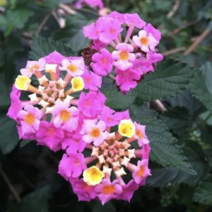 Lantana 'Carlos' Live Plant - Golden Yellow to Red Blooms, Pollinator Friendly, 3 Pack - Image 2