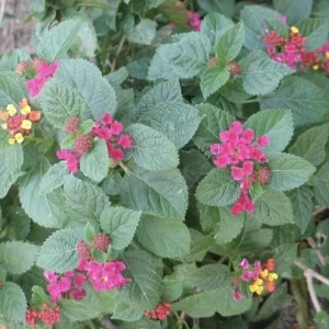 Lantana 'Carlos' Live Plant - Golden Yellow to Red Blooms, Pollinator Friendly, 3 Pack - Image 3