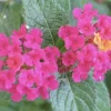 Lantana 'Carlos' Live Plant - Golden Yellow to Red Blooms, Pollinator Friendly, 3 Pack - Image 1
