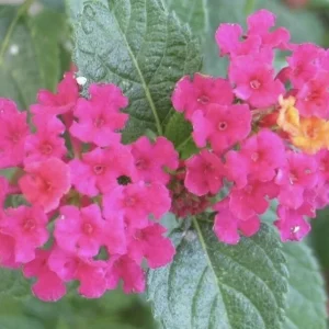 Lantana 'Carlos' Live Plant - Golden Yellow to Red Blooms, Pollinator Friendly, 3 Pack - Image 1