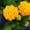 Lantana Chapel Hill Gold Live Plant - 4-6 Inches Tall, Pollinator Friendly, Easy Care - Image 1