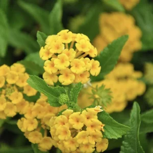 Lantana Chapel Hill Gold Live Plant - 4-6 Inches Tall, Pollinator Friendly, Easy Care - Image 2