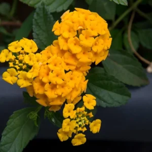 Lantana Chapel Hill Gold Live Plant - 4-6 Inches Tall, Pollinator Friendly, Easy Care - Image 4
