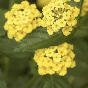 Lantana Chapel Hill Gold Live Plant - 4-6 Inches Tall, Pollinator Friendly, Easy Care - Image 5