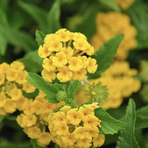 Lantana Chapel Hill Gold Live Plant Starter, 4-6 Inches Tall, Pollinator-Friendly - Image 2