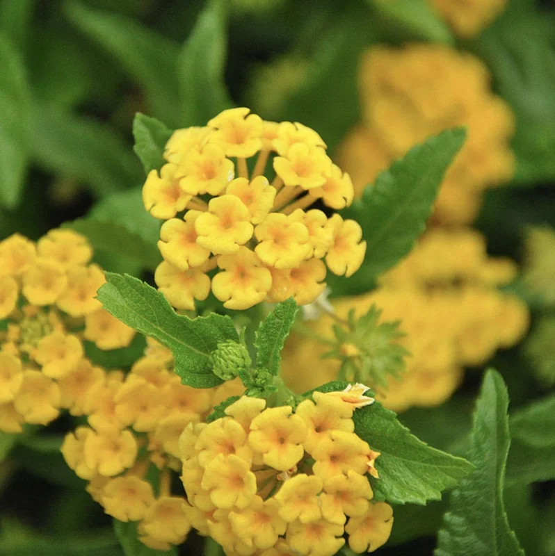 Lantana Chapel Hill Gold Live Plant Starter, 4-6 Inches Tall, Pollinator-Friendly - Image 2