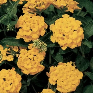 Lantana Chapel Hill Gold Live Plant Starter, 4-6 Inches Tall, Pollinator-Friendly - Image 3