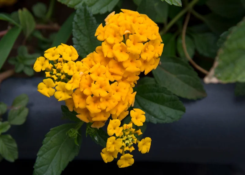 Lantana Chapel Hill Gold Live Plant Starter, 4-6 Inches Tall, Pollinator-Friendly - Image 4