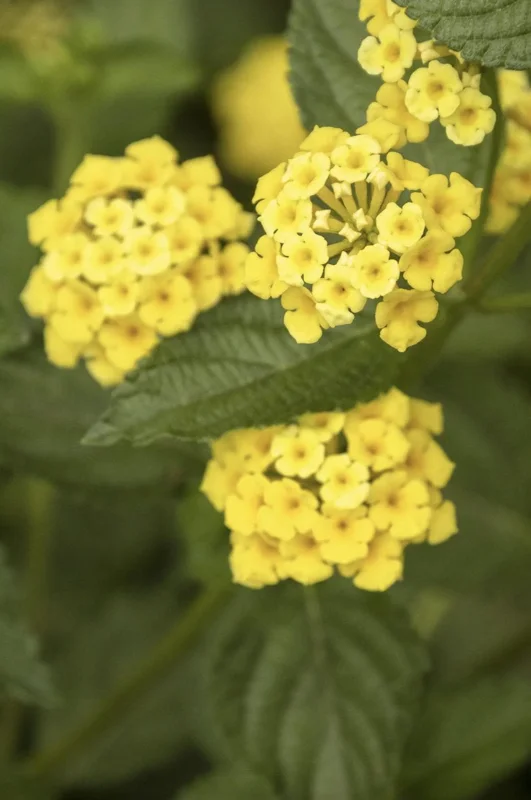Lantana Chapel Hill Gold Live Plant Starter, 4-6 Inches Tall, Pollinator-Friendly - Image 5