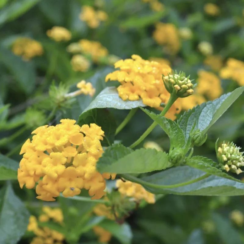 Lantana Chapel Hill Gold Live Plant Starter, 4-6 Inches Tall, Pollinator-Friendly - Image 6