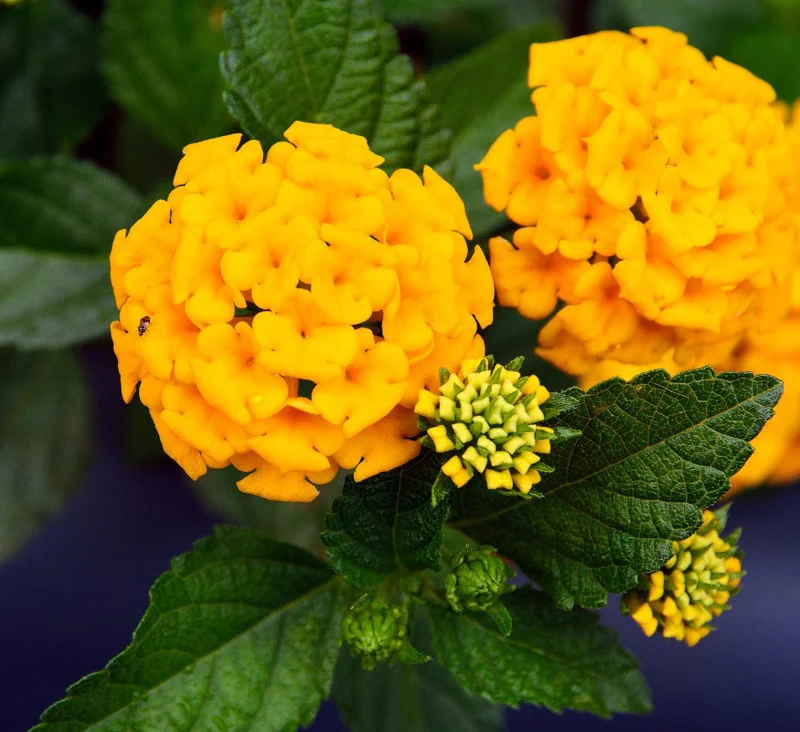 Lantana Chapel Hill Gold Live Plant Starter, 4-6 Inches Tall, Pollinator-Friendly - Image 1