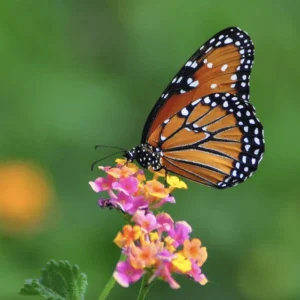 Lantana Confetti Live Starter Plants 4-6 Inches Tall - Attracts Butterflies, Outdoor - Image 2