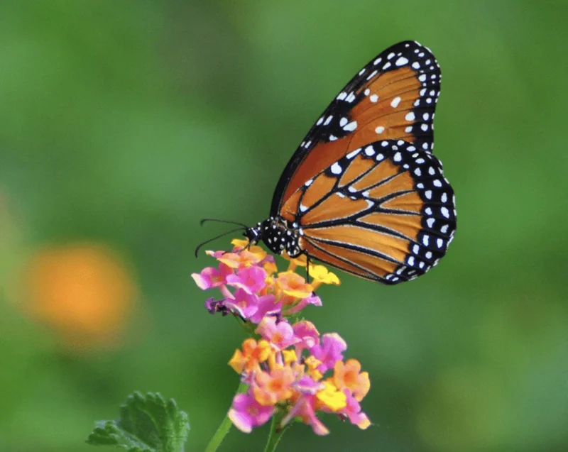 Lantana Confetti Live Starter Plants 4-6 Inches Tall - Attracts Butterflies, Outdoor - Image 2