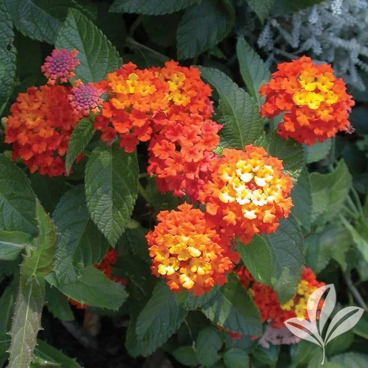 Lantana Confetti Live Starter Plants 4-6 Inches Tall - Attracts Butterflies, Outdoor - Image 1