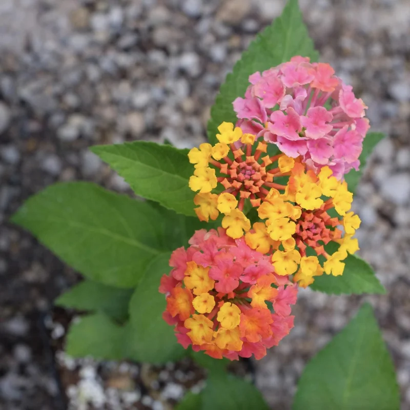 Lantana Confetti Live Starter Plants 4-6 Inches Tall - Attracts Butterflies, Outdoor - Image 3