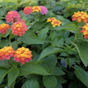 Lantana Confetti Live Starter Plants 4-6 Inches Tall - Attracts Butterflies, Outdoor - Image 4