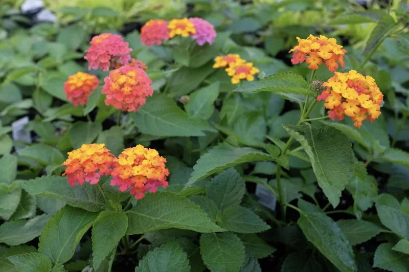 Lantana Confetti Live Starter Plants 4-6 Inches Tall - Attracts Butterflies, Outdoor - Image 4
